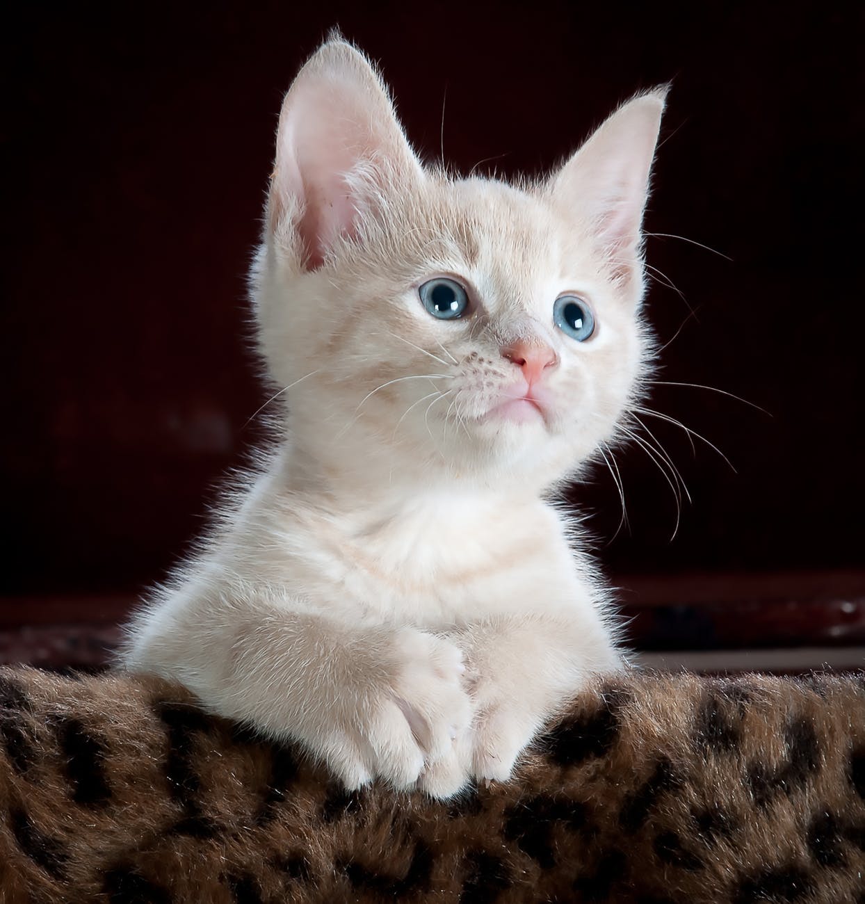 animal pet cute kitten